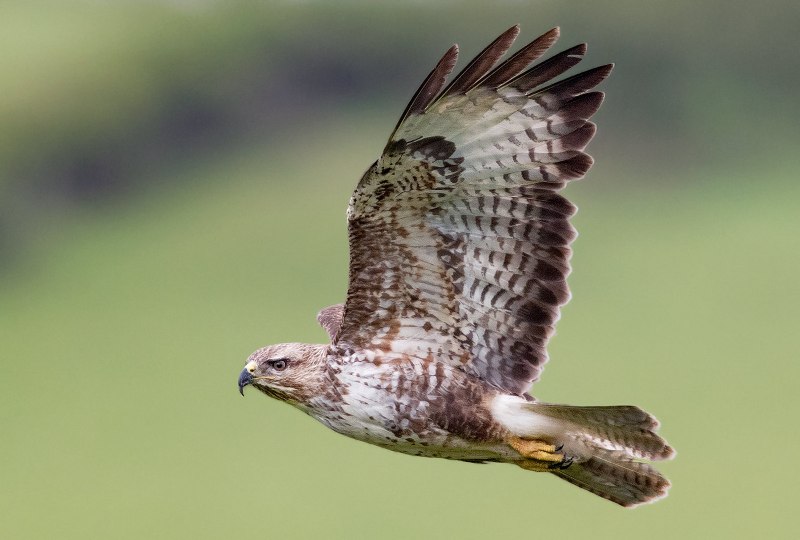 Buteo Buteo приземляется