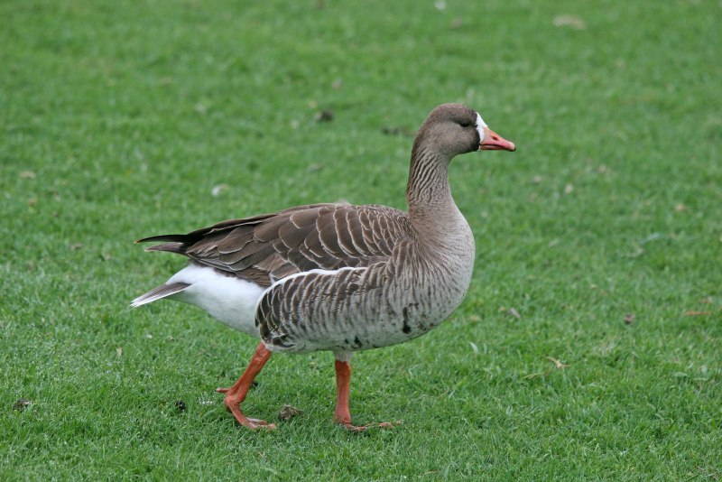 Geese Sound