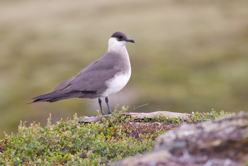 Средний поморник (Stercorarius pomarinus)
