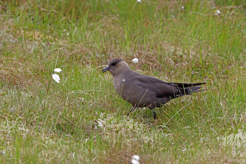 Большой поморник (Stercorarius Skua)