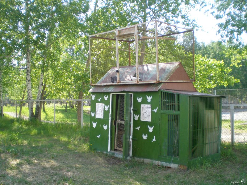 Маленькая голубятня