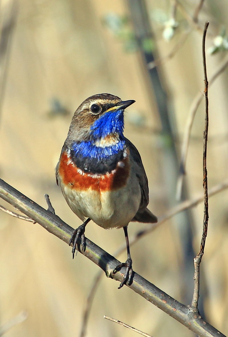 Luscinia svecica cyanecula