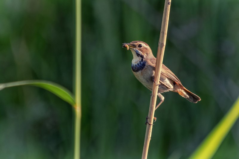 Варакушка / Luscinia svecica самка