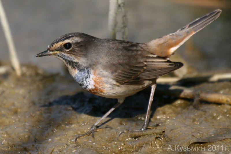Luscinia svecica cyanecula