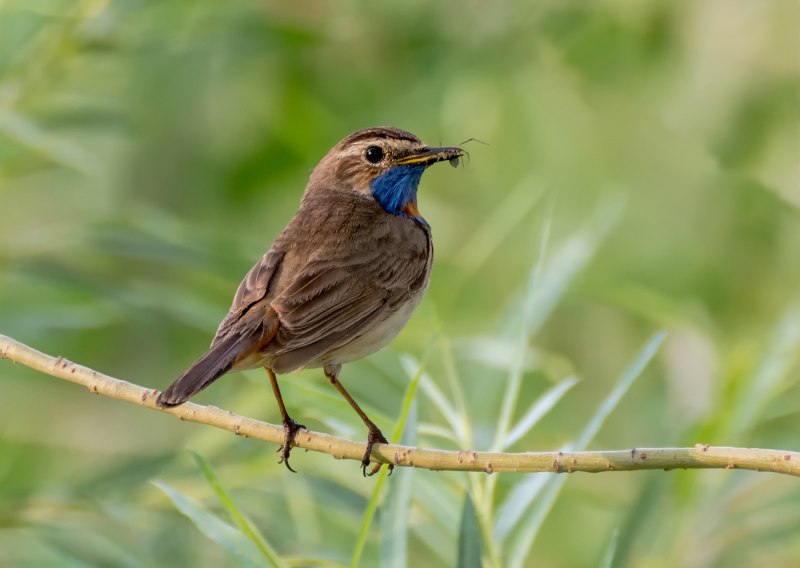 Luscinia Luscinia самец и самка
