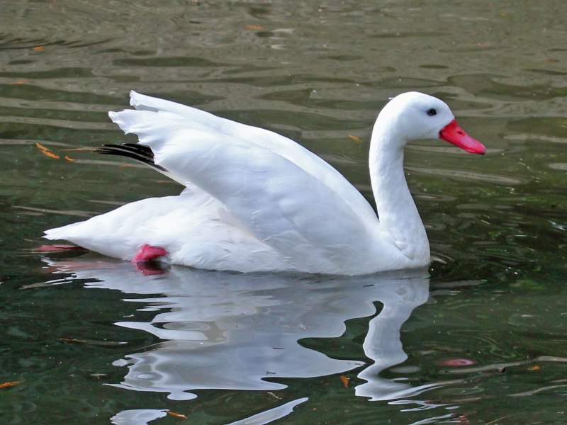 Коскороба птица