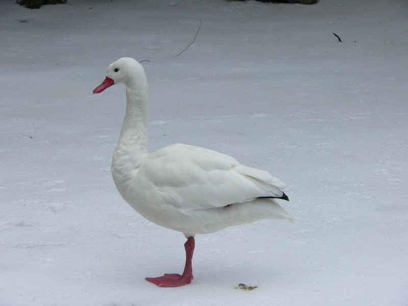 Swan Zoo