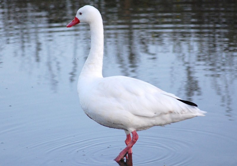Llanelli Wetland Centre
