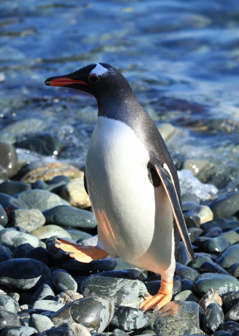 Папуанский пингвин (30 фото)