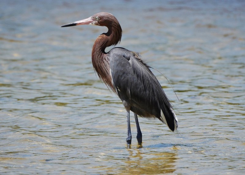 Egretta rufescens
