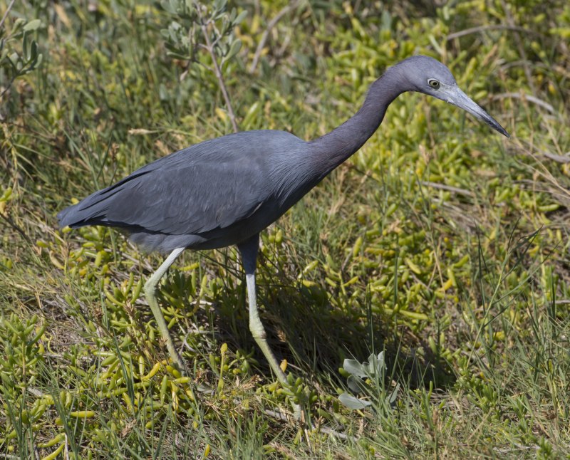 Reddish Egret птица