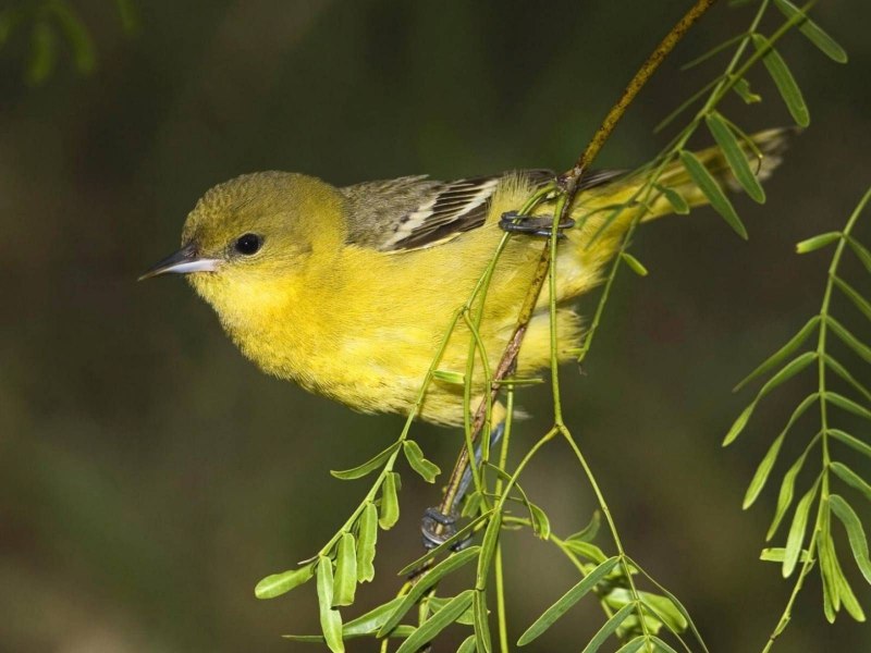 Spinus tristis