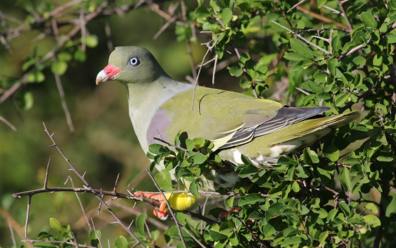Columba Guinea