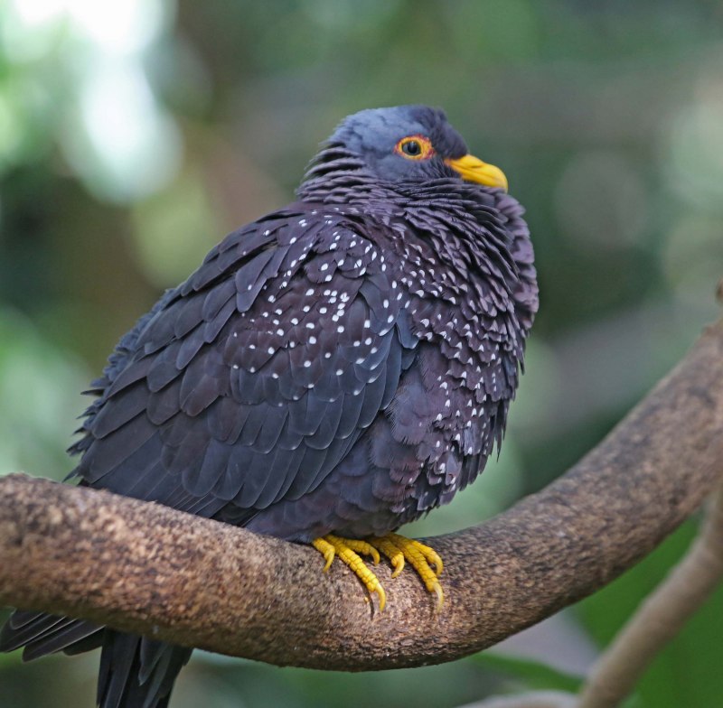 Columba arquatrix