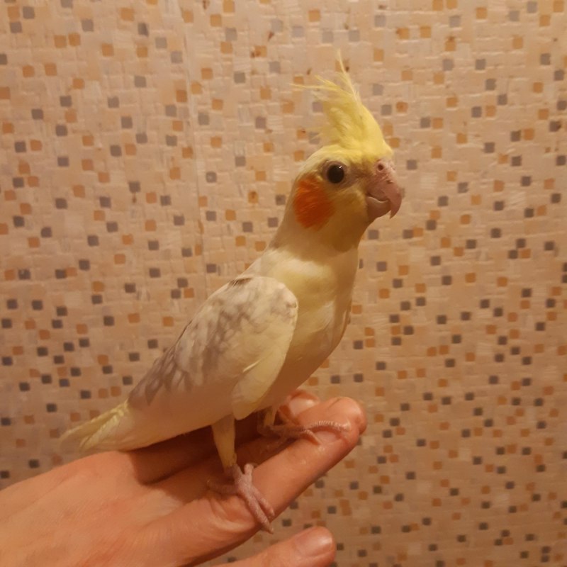 Попугай желтый Карелло