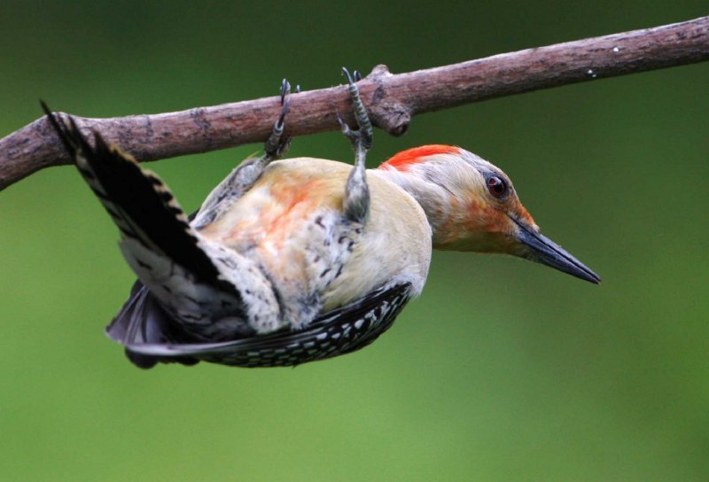 Catbird Agency