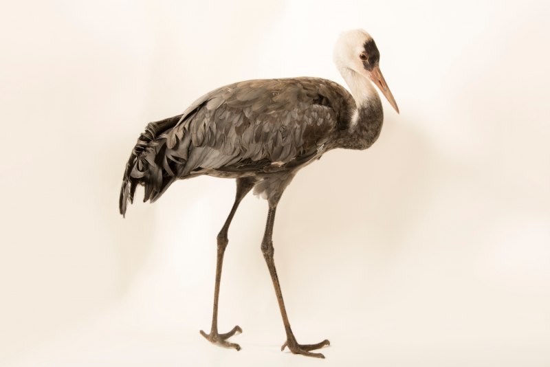 Grus monacha