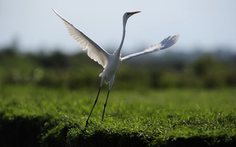 Журавль серый (Grus Grus Linnaeus, 1758)