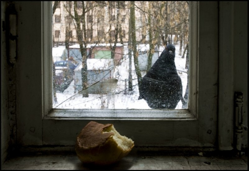 Голуби на окна