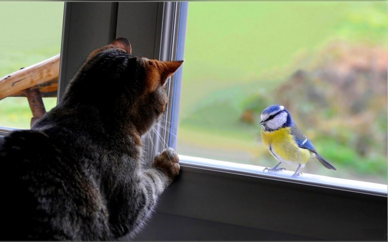 Котики