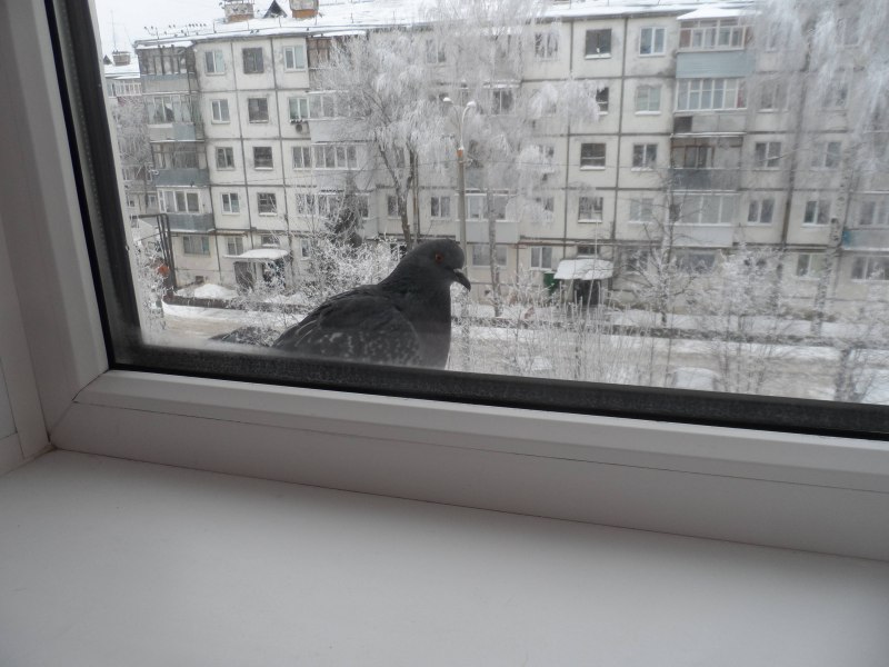 Голубь на подоконнике