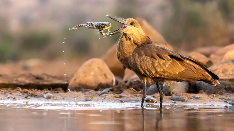 Audubon Photography Awards - 2021