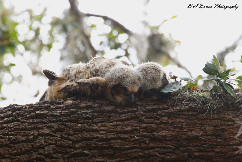 Совы спят лежа на животе (44 фото)