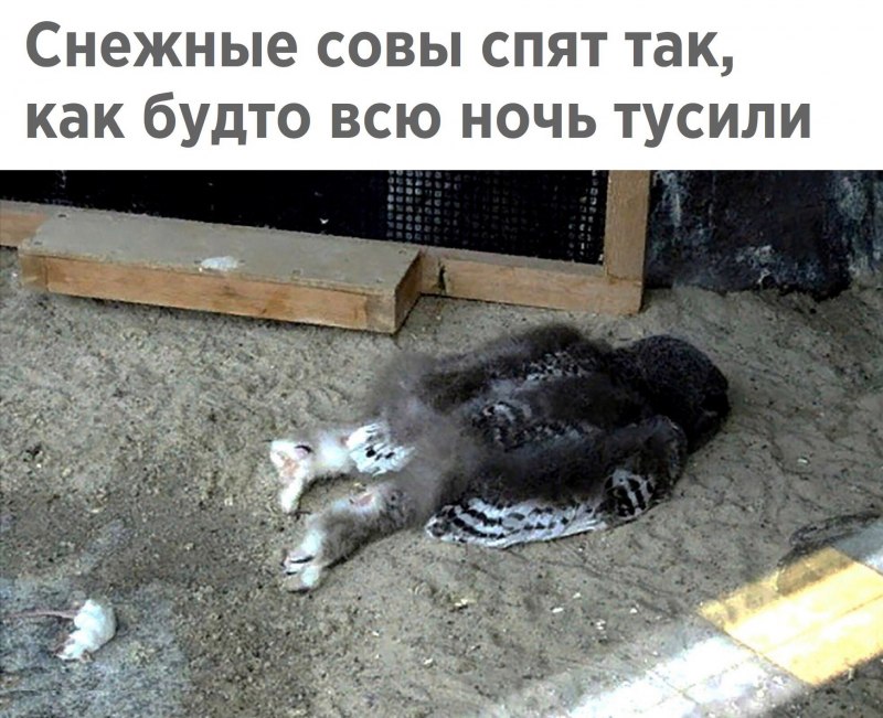 Снежная Сова спит
