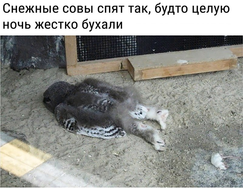 Как спят Совы на животе