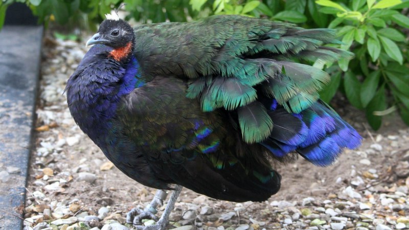 Конголезский Павлин / Afropavo Congensis