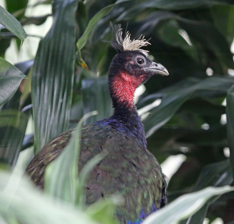 Конголезский Павлин / Afropavo Congensis