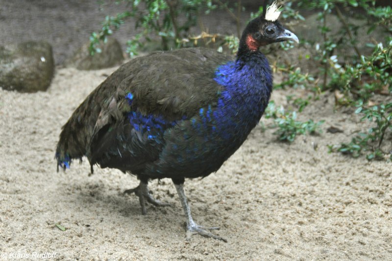 Конголезский Павлин / Afropavo Congensis