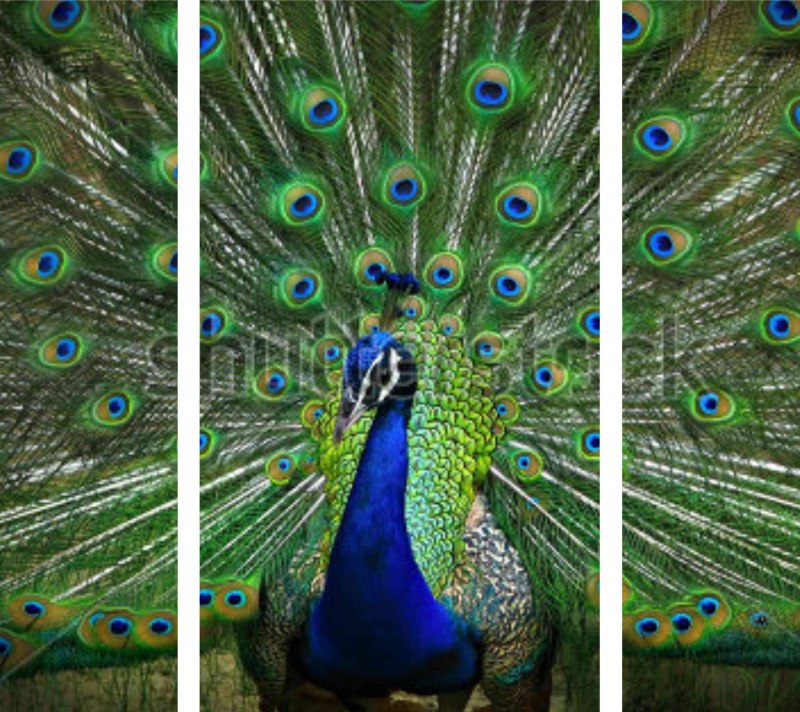 Конголезский Павлин / Afropavo Congensis