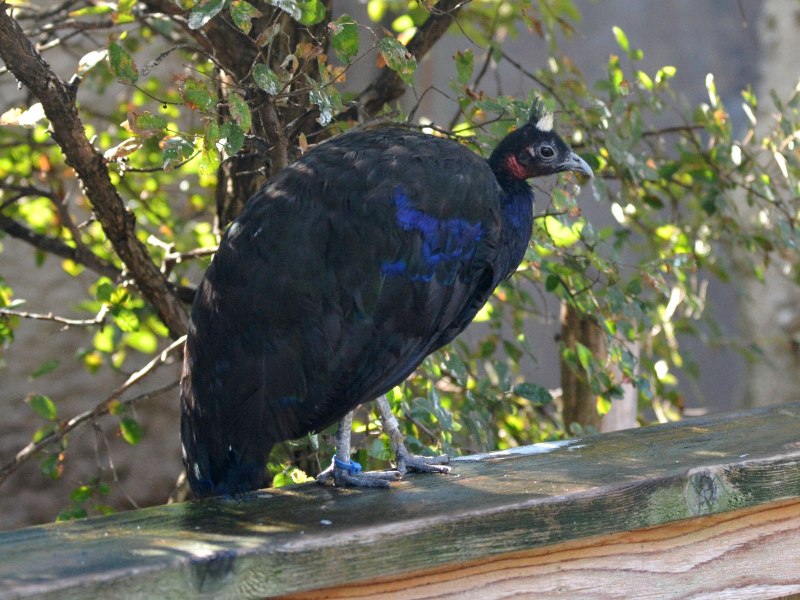 Afropavo Congensis