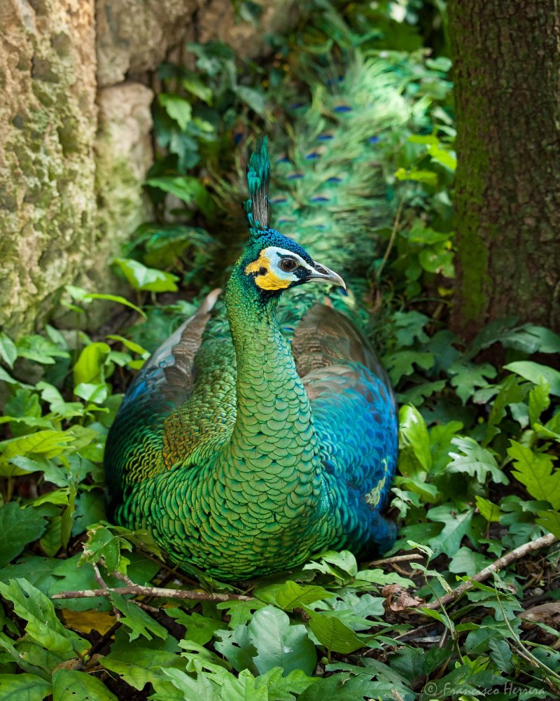 Afropavo Congensis