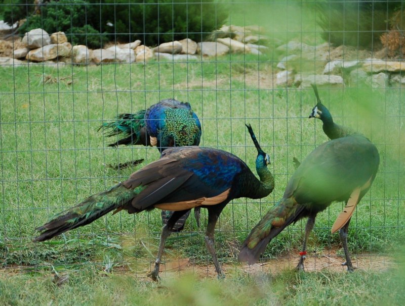Afropavo Congensis