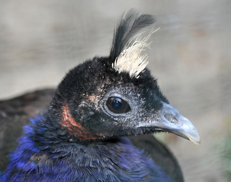 Congo Peacock