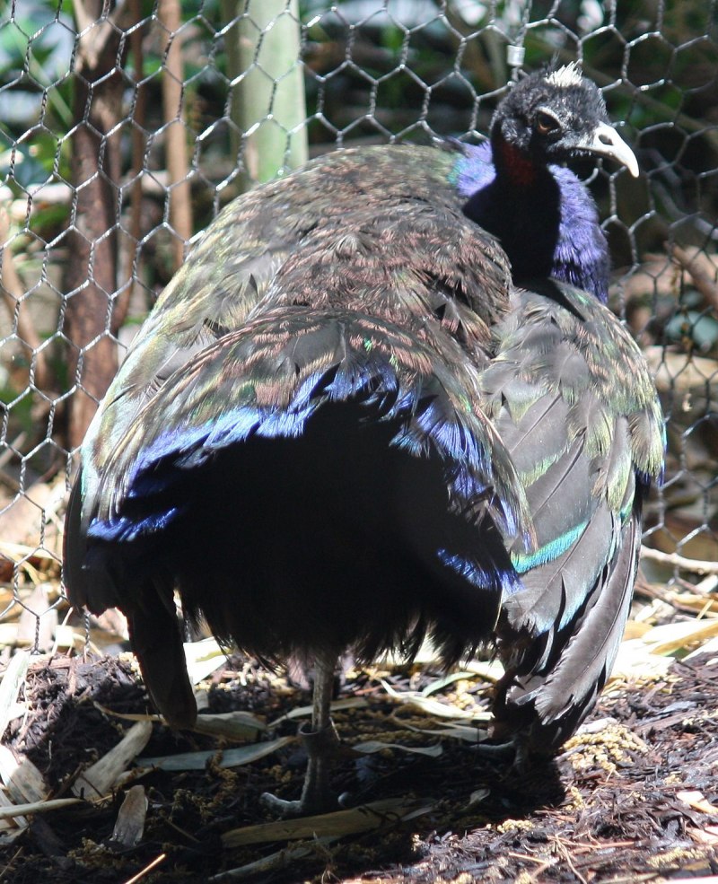 Afropavo Congensis