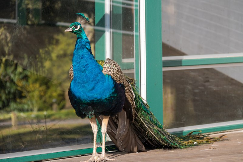 Королевский Павлин