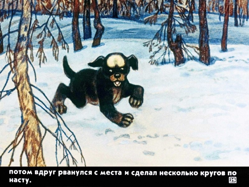 Птенец Сокола пушистый