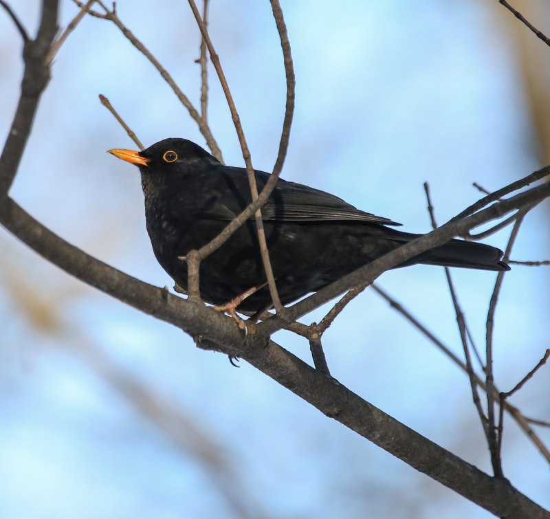 Polihierax semitorquatus