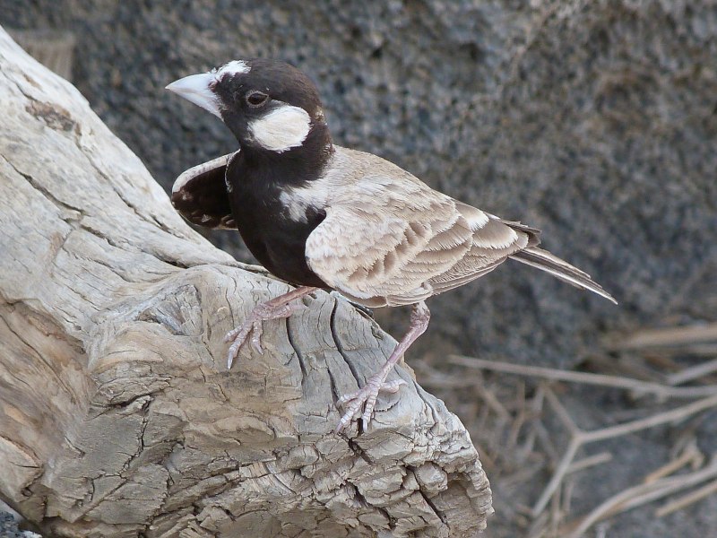 Arizelocichla nigriceps