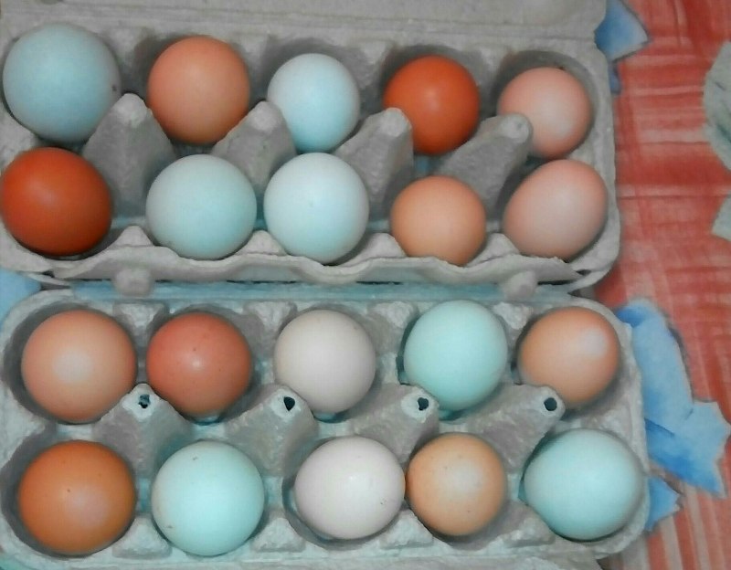 Куры породы Араукана