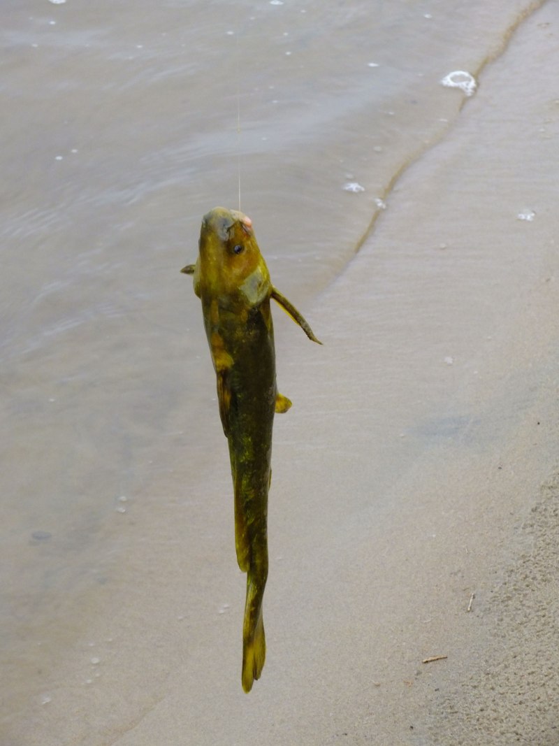 Pelteobagrus fulvidraco