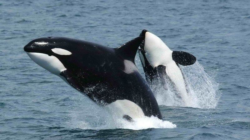 Orca Killer Whale
