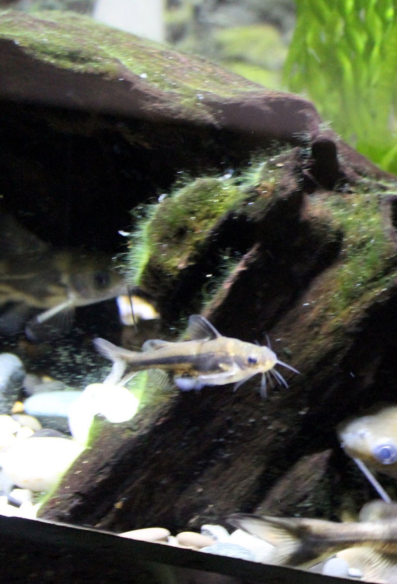 Pelteobagrus fulvidraco