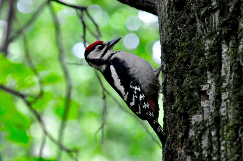 Pileated Woodpecker