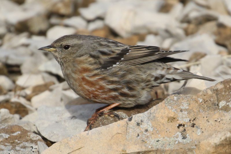 Prunella collaris