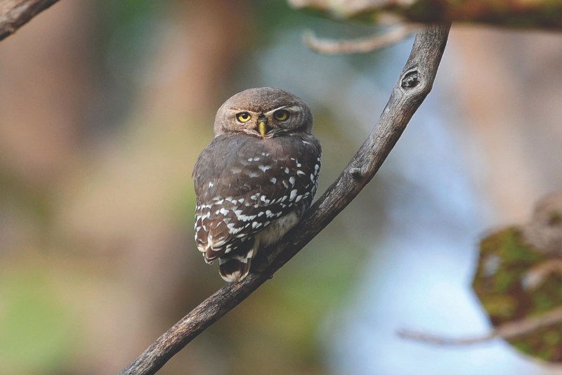 Heteroglaux blewitti