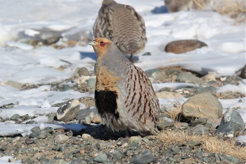 Бородатая куропатка (Perdix dauurica)